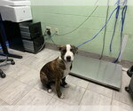 Small American Staffordshire Terrier Mix