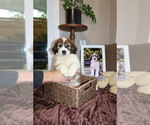 Small Photo #31 Australian Shepherd Puppy For Sale in LEXINGTON, SC, USA