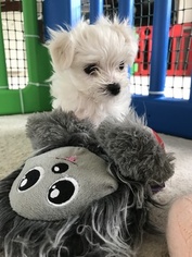 Maltese Puppy for sale in SELDEN, NY, USA