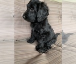Small Photo #4 Goldendoodle Puppy For Sale in ALFORDSVILLE, IN, USA