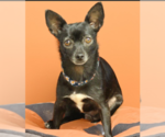 Small #4 Chihuahua Mix