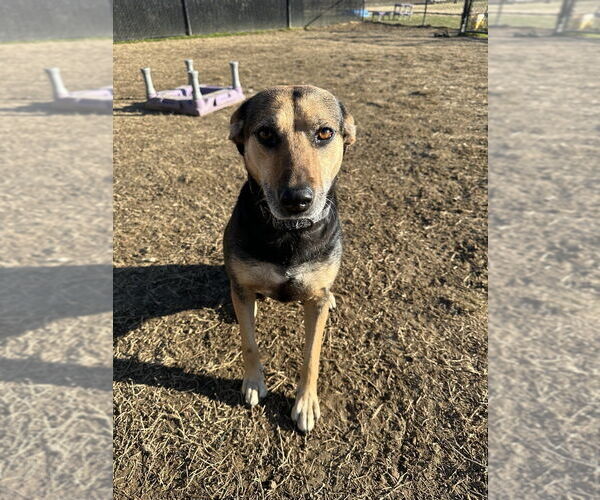 Medium Photo #6 Beagle-Unknown Mix Puppy For Sale in Evansville, IN, USA