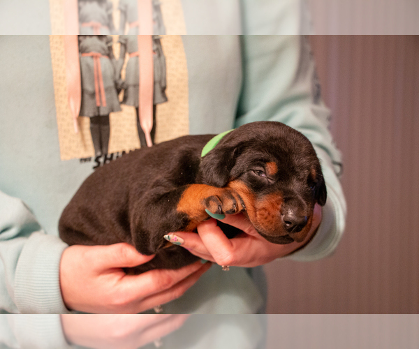 Medium Photo #12 Doberman Pinscher Puppy For Sale in PALMDALE, CA, USA
