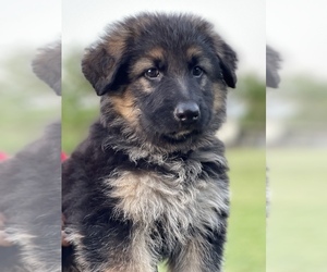 German Shepherd Dog Puppy for Sale in BRUCEVILLE, Texas USA