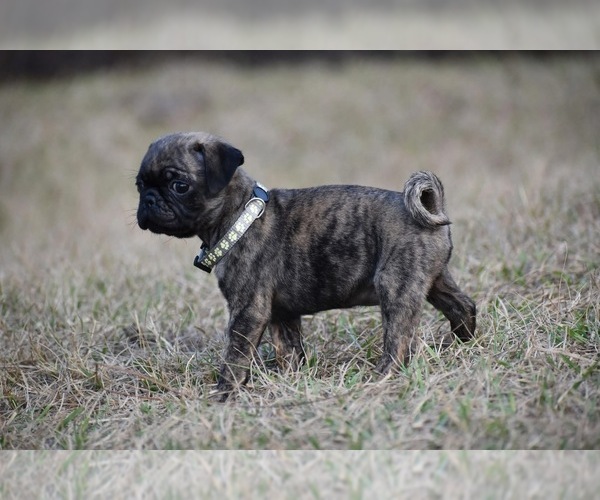 Medium Photo #5 Pug Puppy For Sale in PALM COAST, FL, USA
