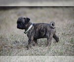 Small #4 Pug
