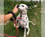 Small #2 Dalmatian
