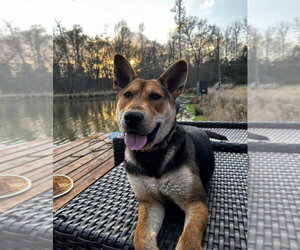Mutt Dogs for adoption in FRAMINGHAM, MA, USA