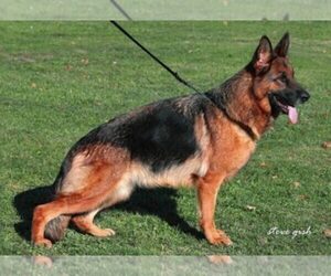 Father of the German Shepherd Dog puppies born on 07/20/2022