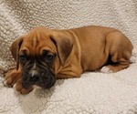 Small Photo #4 Boxer Puppy For Sale in JOLIET, IL, USA