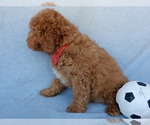 Small #2 Cavapoo