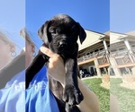 Puppy Pink Mastador