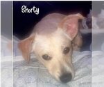 Small Photo #2 Chiweenie Puppy For Sale in Texarkana, TX, USA