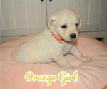 Puppy Orange girl Golden Retriever