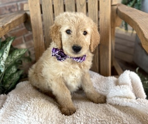 Goldendoodle Puppy for sale in PORTER, OK, USA