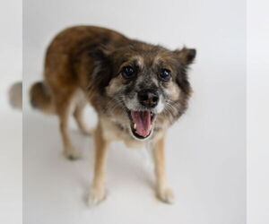 Australian Shepherd-Unknown Mix Dogs for adoption in Fargo, ND, USA