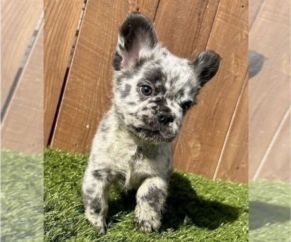 Medium Photo #3 French Bulldog Puppy For Sale in SEATTLE, WA, USA