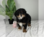 Small #5 Bernedoodle (Miniature)