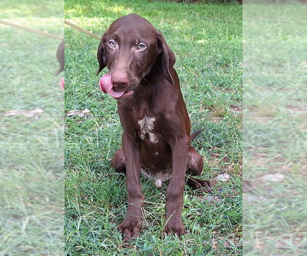 Medium Photo #4 Labrador Retriever-Unknown Mix Puppy For Sale in Wetumpka, AL, USA