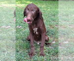 Small #3 Labrador Retriever Mix