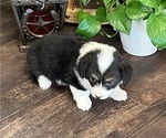 Small Photo #2 Pembroke Welsh Corgi Puppy For Sale in MAQUOKETA, IA, USA