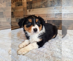 Australian Shepherd Puppy for sale in SAINT JOHNS, MI, USA