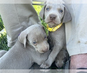 Weimaraner Puppy for Sale in WILLOWS, California USA