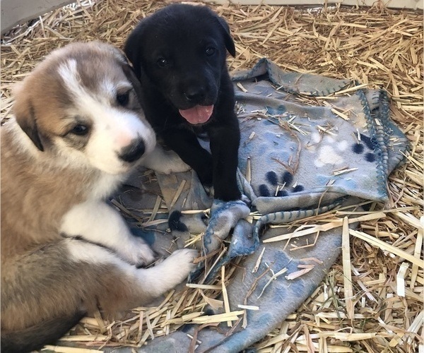 Medium Photo #4 Great Pyredane Puppy For Sale in KINGMAN, AZ, USA