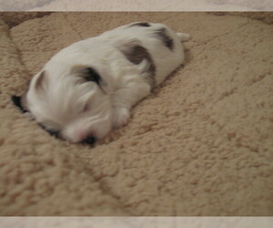 ShihPoo Puppy for sale in DANVILLE, VA, USA