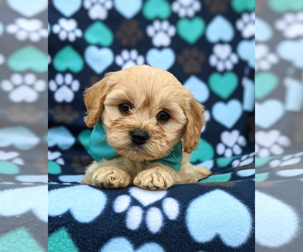 Medium Photo #6 Cavachon Puppy For Sale in AIRVILLE, PA, USA
