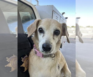 Chihuahua Dogs for adoption in Bakersfield, CA, USA