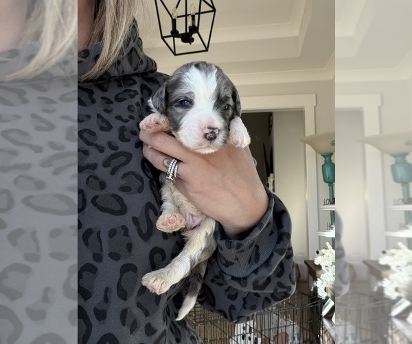 Medium Photo #20 Aussiedoodle-Bernedoodle Mix Puppy For Sale in BELTON, SC, USA