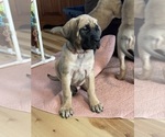Small Photo #12 Mastiff Puppy For Sale in MIDDLETOWN, DE, USA