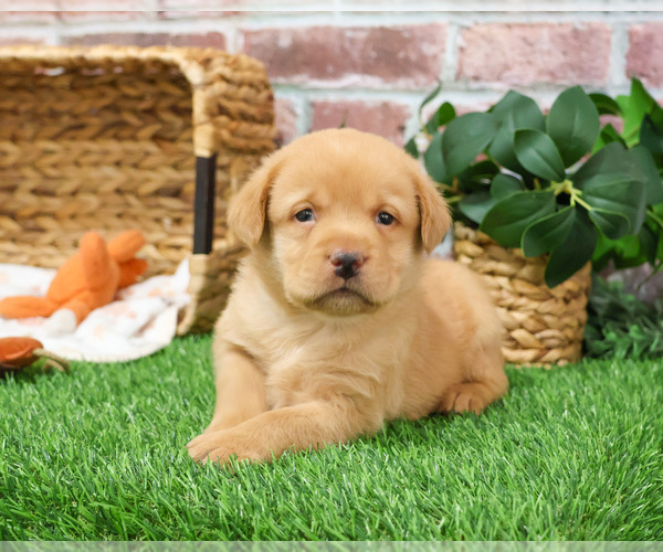 Medium Photo #25 Labrador Retriever Puppy For Sale in SYRACUSE, IN, USA
