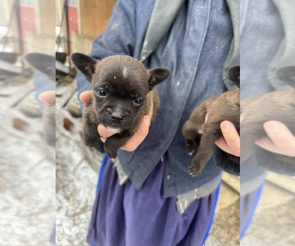 Medium Photo #4 Chorkiepoo Puppy For Sale in UTICA, OH, USA