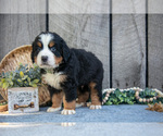 Small Photo #11 Bernese Mountain Dog Puppy For Sale in SHREVE, OH, USA