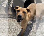 Small #14 Labrador Retriever Mix