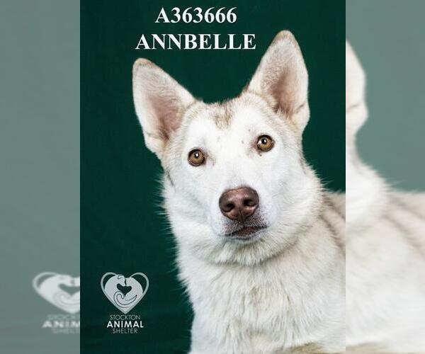 Medium Photo #2 Siberian Husky Puppy For Sale in Stockton, CA, USA