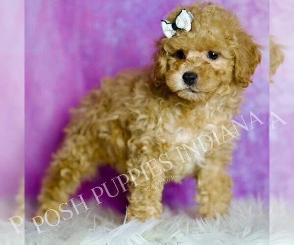 Medium Photo #3 Poodle (Miniature) Puppy For Sale in WARSAW, IN, USA