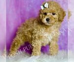 Small Photo #96 Poodle (Miniature) Puppy For Sale in WARSAW, IN, USA