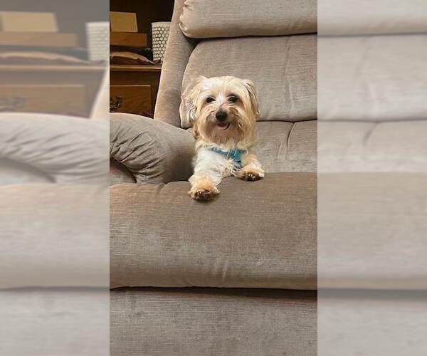 Medium Photo #3 Maltese-Unknown Mix Puppy For Sale in Greensboro, NC, USA