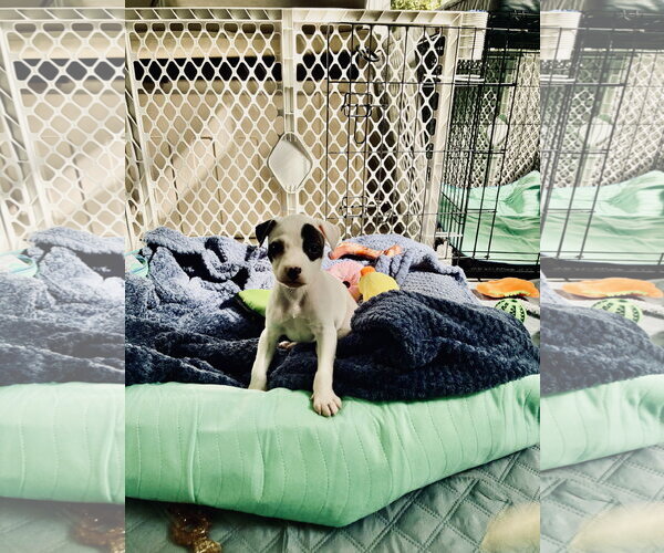 Medium Photo #6 Mutt Puppy For Sale in Holly Springs, NC, USA