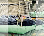 Small Photo #6 Mutt Puppy For Sale in Holly Springs, NC, USA