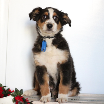Medium Photo #1 Australian Shepherd Puppy For Sale in GAP, PA, USA