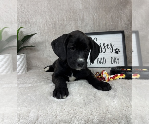 Medium Photo #4 Boxador Puppy For Sale in FRANKLIN, IN, USA