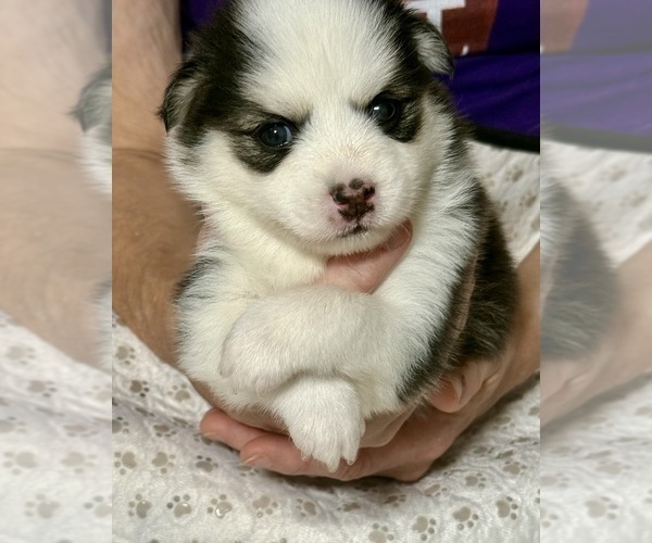 Medium Photo #2 Pomsky Puppy For Sale in NASHUA, NH, USA