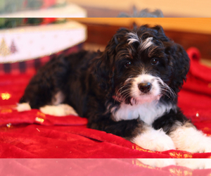 Bernedoodle Puppy for sale in ITASCA, TX, USA