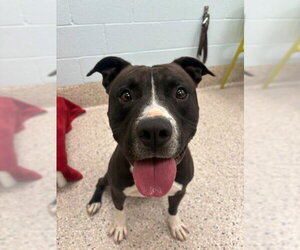 Mutt Dogs for adoption in Brighton, CO, USA
