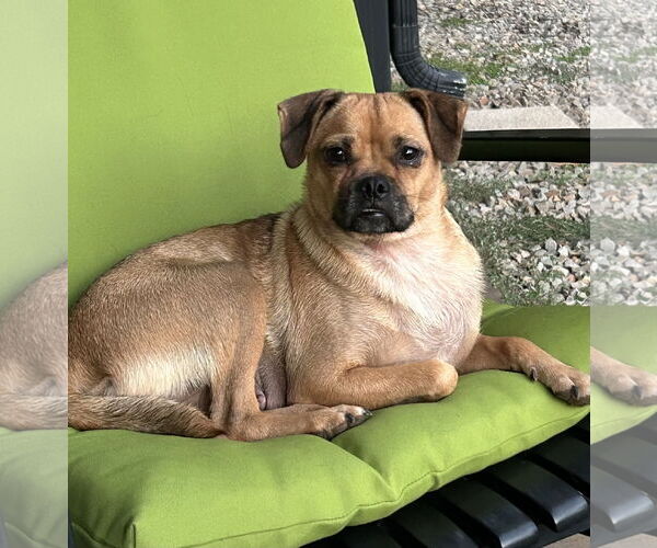 Medium Photo #2 Pug-Unknown Mix Puppy For Sale in Rockaway, NJ, USA