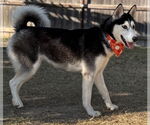 Small #4 Siberian Husky